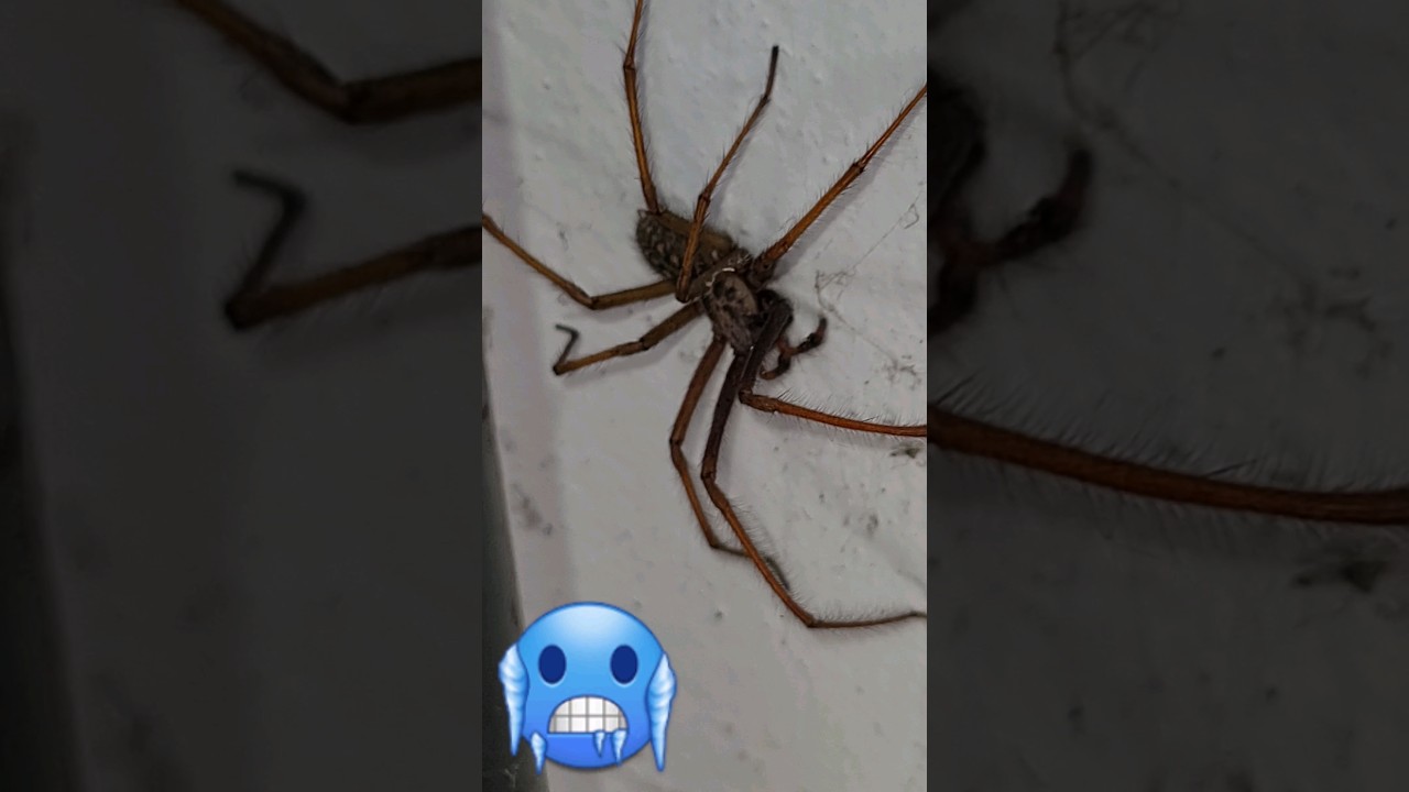 Gro&szlig;e Hauswinkelspinne in der Garage🕷#shorts #spinne