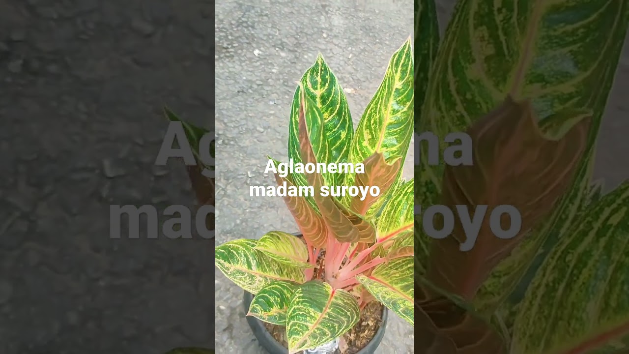 aglonema madamsuroyo 082225221601