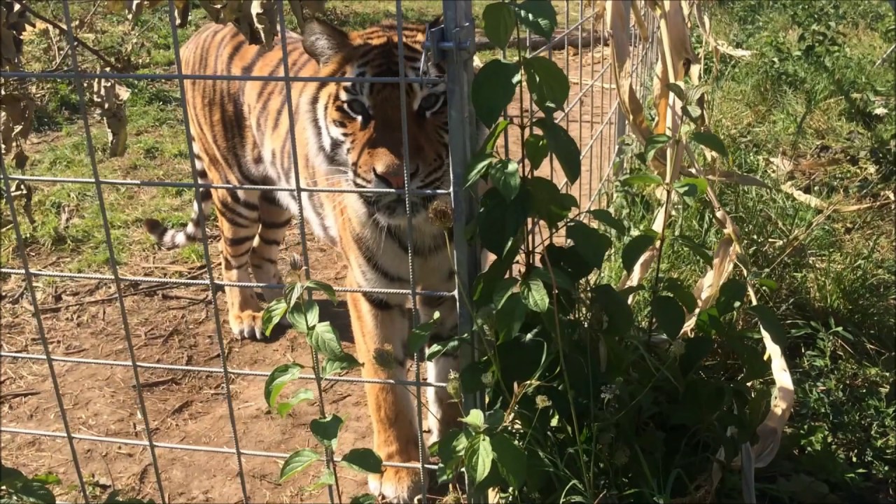 Raubtierhaltung im Circus bei Robano Kübler