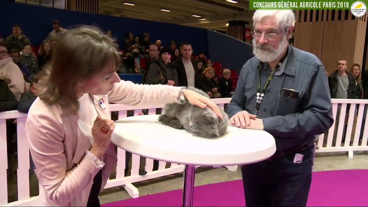 Concours Général Agricole félin 2018 Burmese Anglais et Nebelung