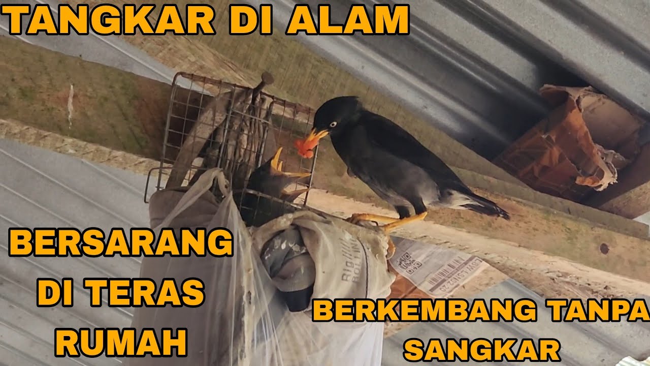 TANPA SANGKAR_BURUNG BEBAS BERKEMBANG BIAK_BERSARANG DI TERAS RUMAH