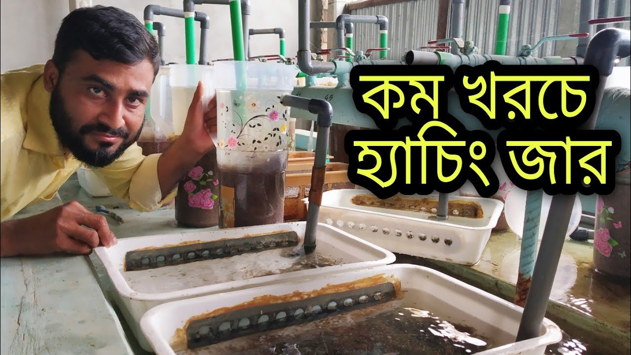 DIY Hatching Jar For Monosex Tilapia Egg | অল্প খরচে রেণু উৎপাদনের জন্য হ্যাচিং জগ তৈরী