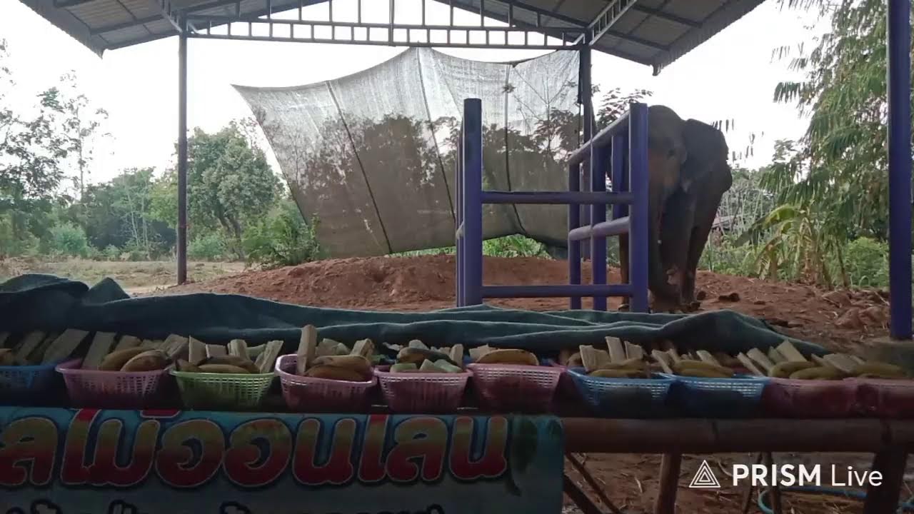 ทั้งวันได้5ตะกร้า...ยืนหิวๆทั้งวันไม่ยอมกินหญ้า😭😭 #ได้โปรดเมตตาช้างป่วยด้วยนะค่ะ