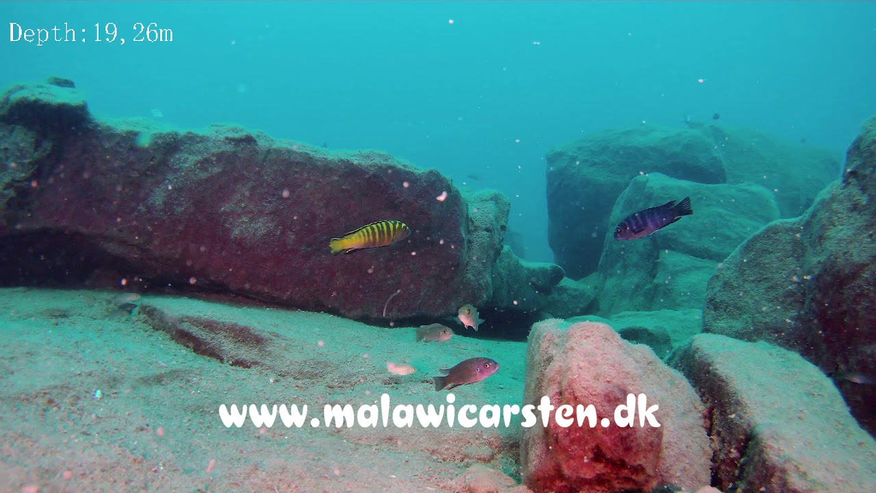 Chindongo flavus Chinyankwazi Island