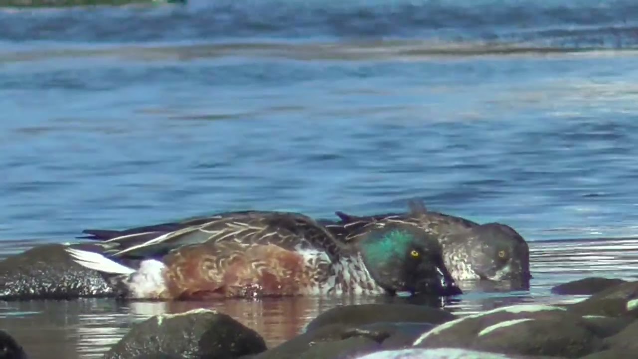 Y0091　Oita River　Upstream Feeding Area　Two Male Northern Shoveler