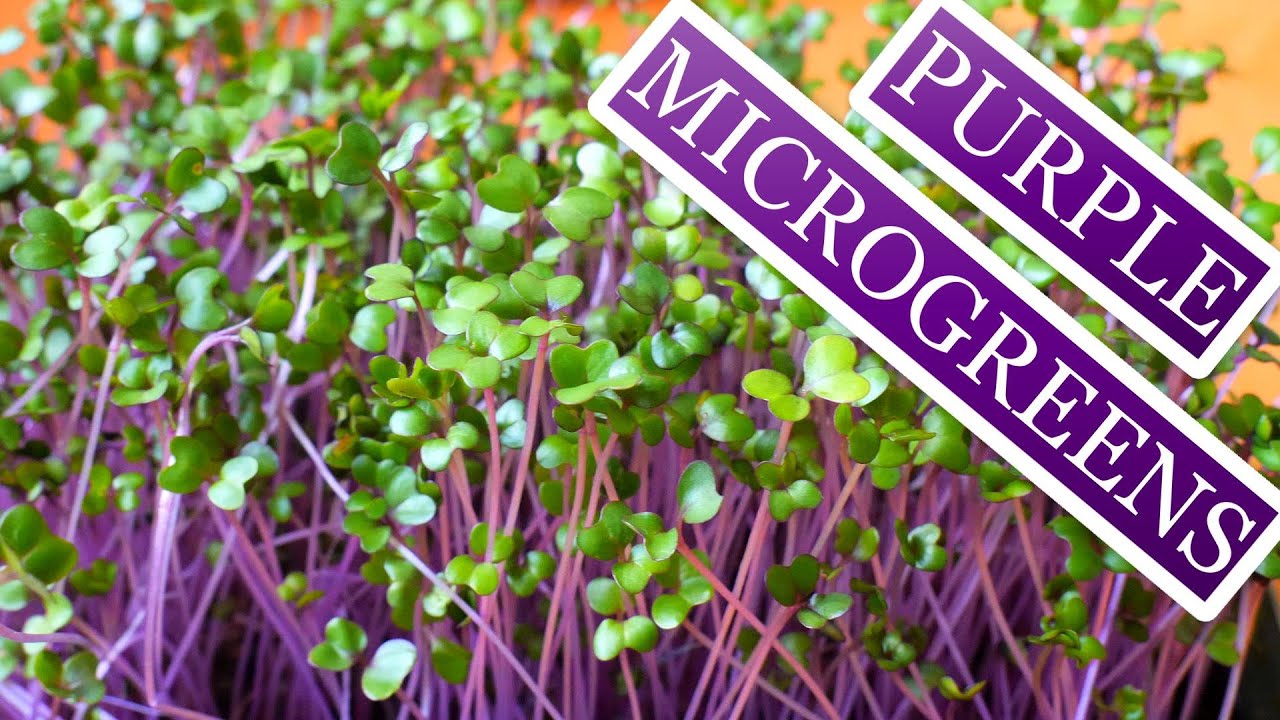 Kohlrabi Microgreens (Soil vs Paper Towel)