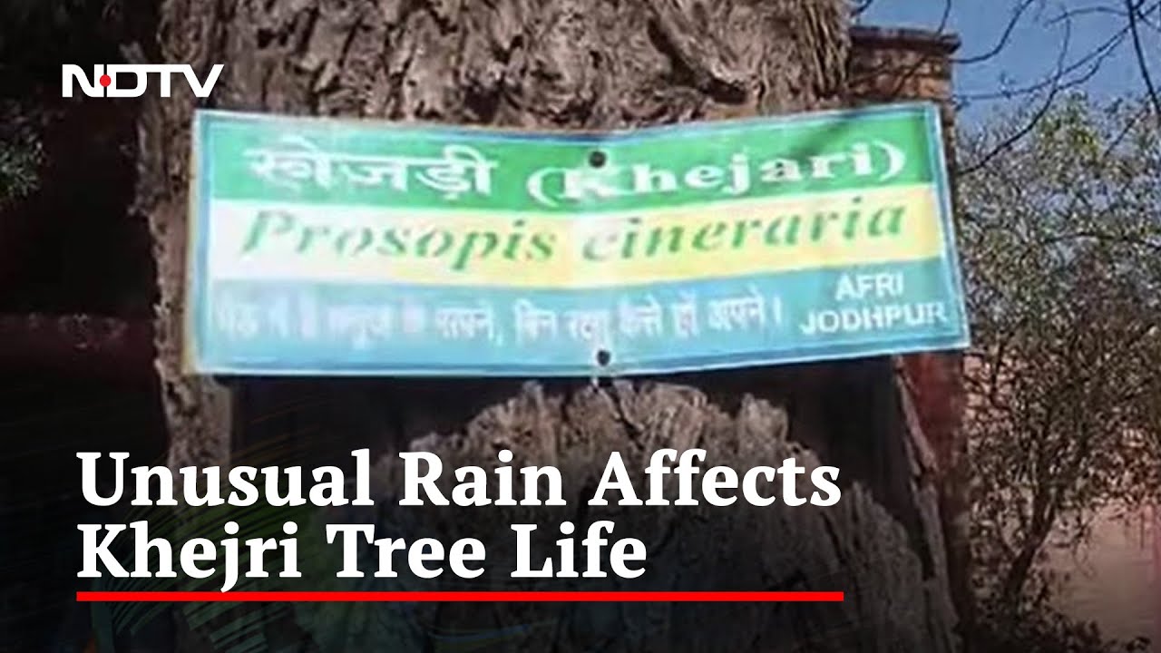 Climate Change Takes Rajasthan's Favourite Staple 'Desert Berry' Off Menu