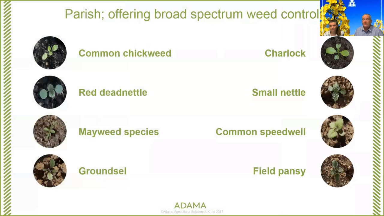 To Pre-em Or Not To Pre-em Clinic Sneak Peek - All you need to know on Parish!