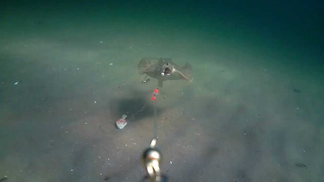 Plattfischangeln in der Eckernförder Bucht