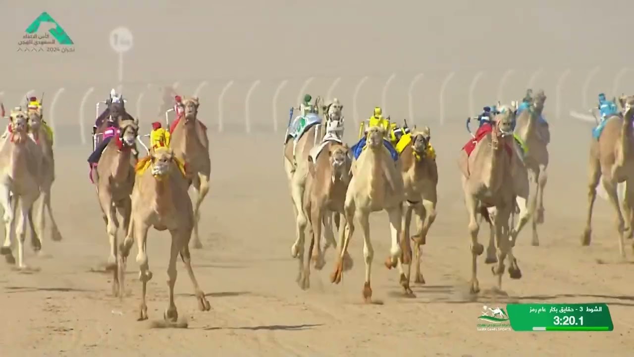 الشوط 3 كاس حقايق بكار عام  مساء يوم الثلاثاء 1-10-2024 من #كأس_الاتحاد_السعودي_للهجن