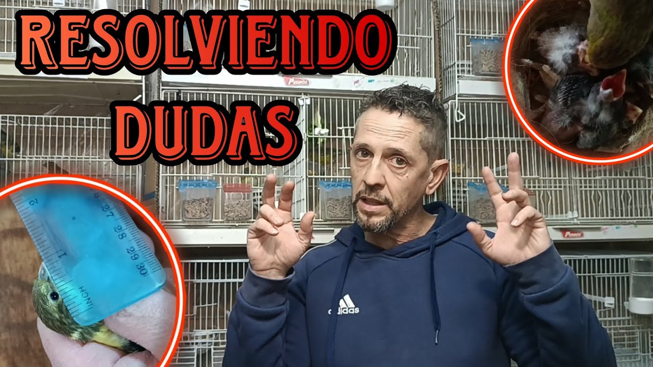 COMO DIFERENCIAR PICHONES HEMBRAS de PICHONES MACHOS y OTRAS DUDAS 🐦🤔