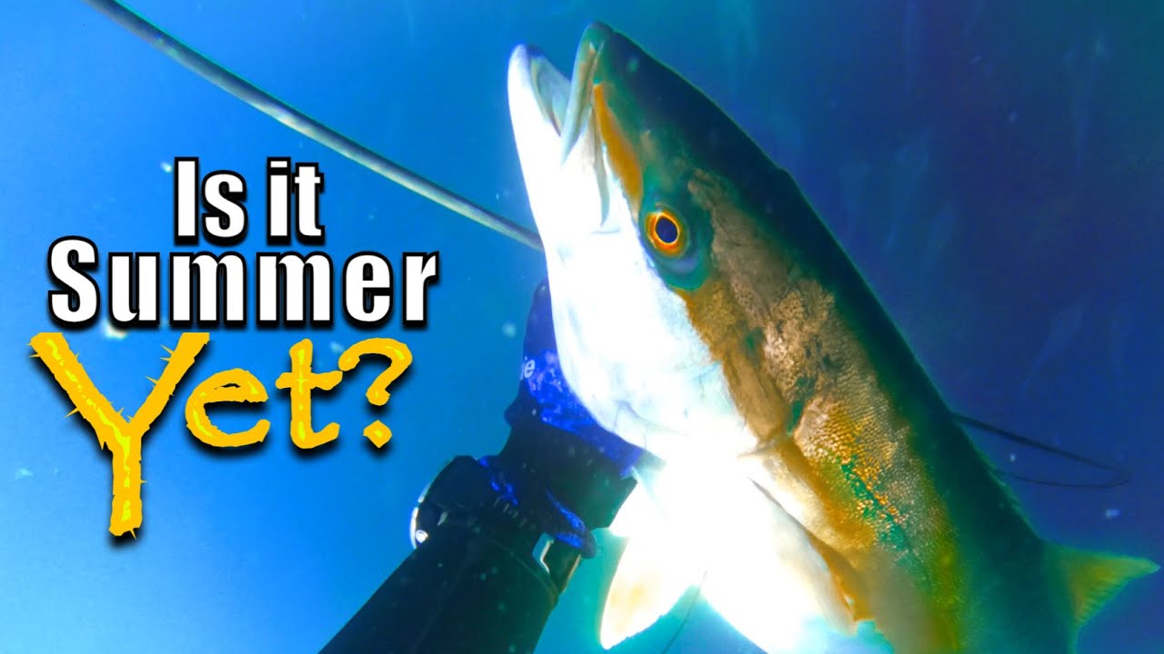 SPEARFISHING WHANGAREI! New Zealand Kingfish Out At The Heads