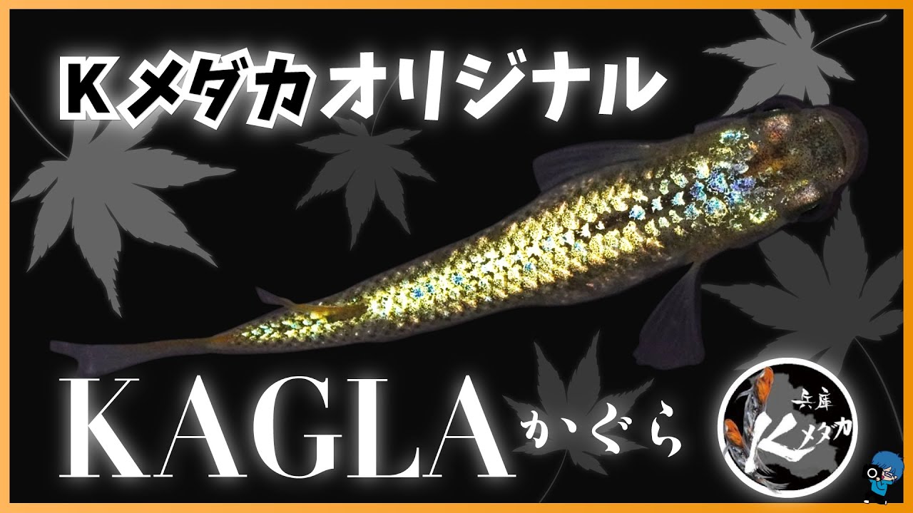 #77 兵庫の若きメダカの作り手、Kメダカオリジナル品種「KAGLA」を撮影！クオリティが高い8品種を撮影！