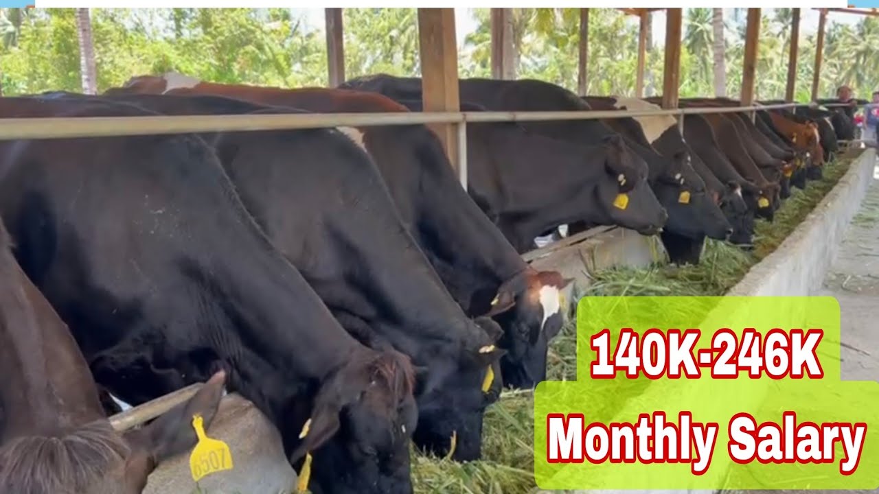 How to Become a Dairy farmer in New Zealand, at Kumita ng Dollar?