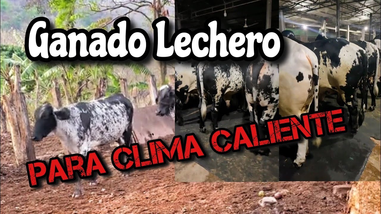 Ganado lechero en el trópico caliente cuál raza es mejor