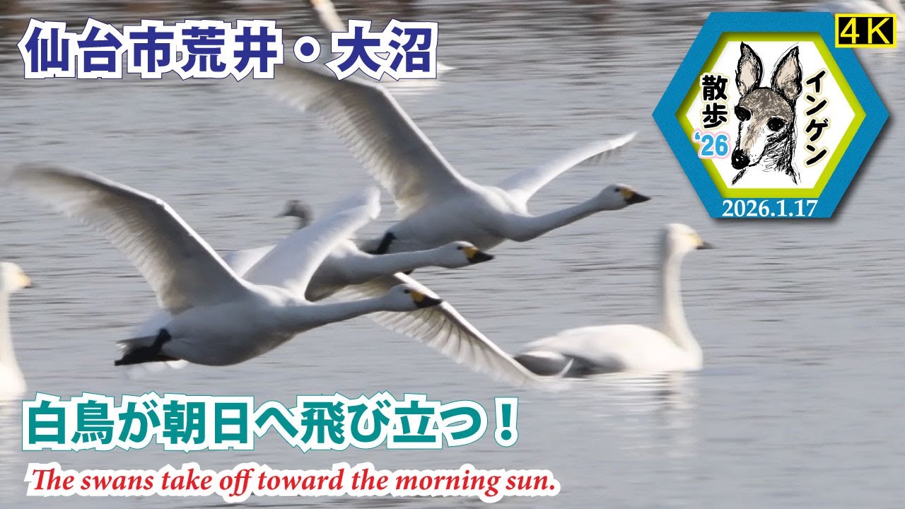 インゲン散歩'26 仙台市荒井・大沼4k　白鳥が朝日へ飛び立つ！　2026.1.17(The swans take off toward the morning sun.)
