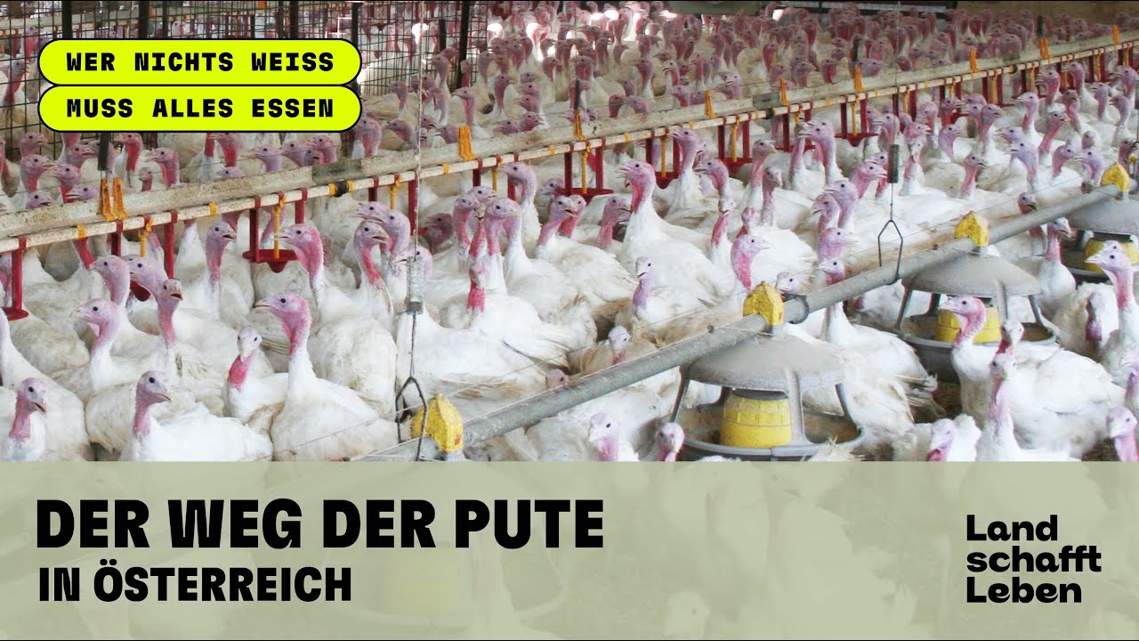 Der Weg der PUTE in Österreich - Teaser