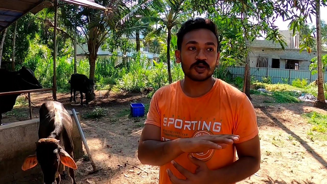 എല്ലാം നഷ്ടപ്പെട്ട ക്ഷീര കർഷകന്റെ ശക്തമായ പ്രതിഷേധം|Dairy Farming Kerala|Cow sale
