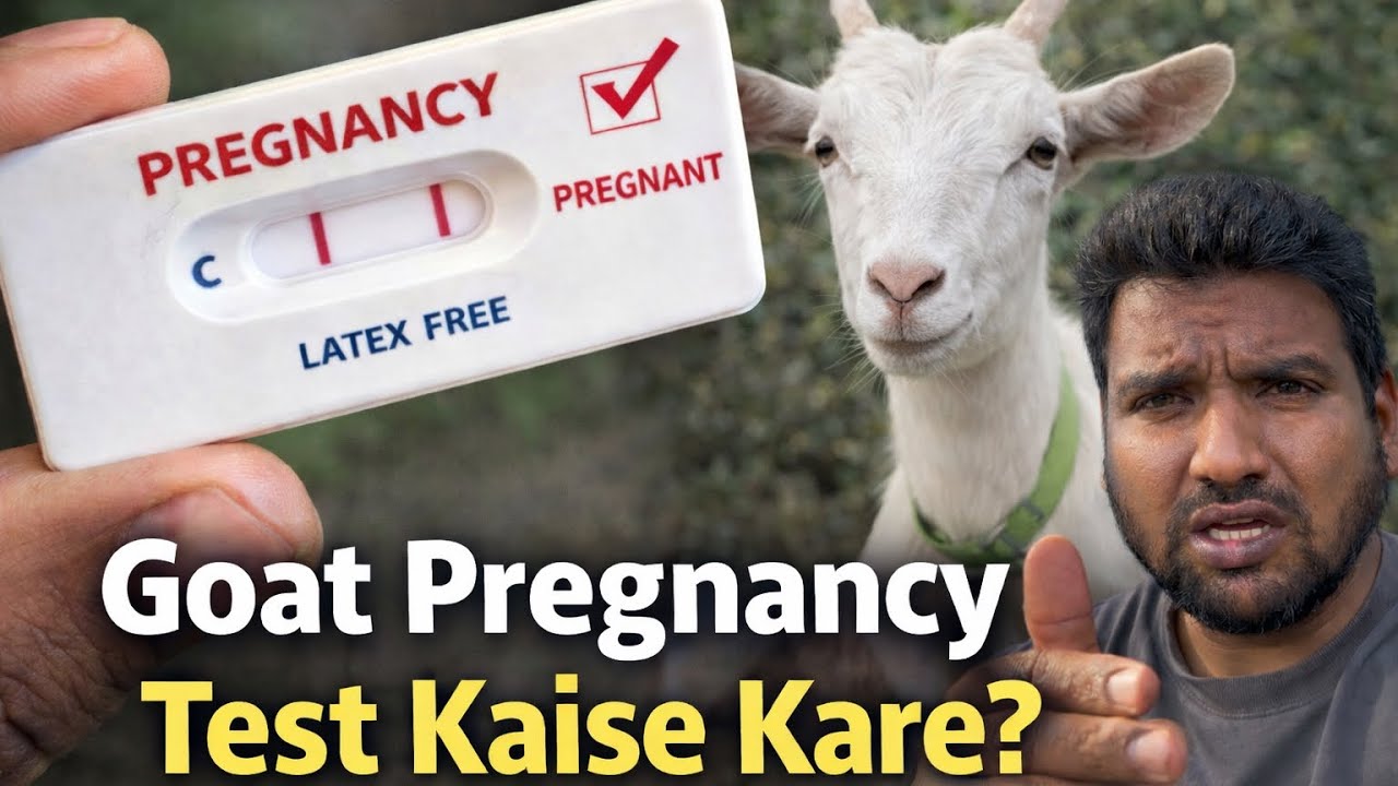 Bakri Pregnant Kaise Pata Kare? | Pregnancy Test Kit Live Test | Mohsi Khan