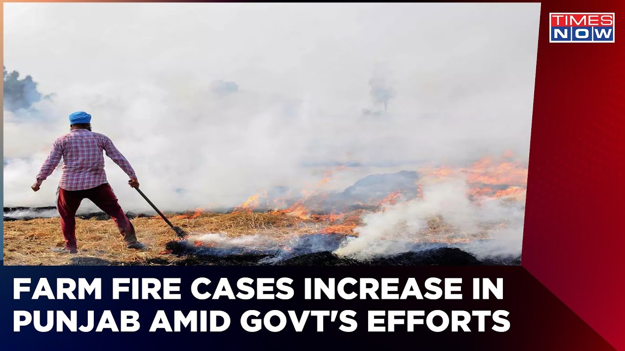 Aam Aadmi Chokes In Punjab As Over 8k Farm Fires Reported In One Month | Latest News | English News