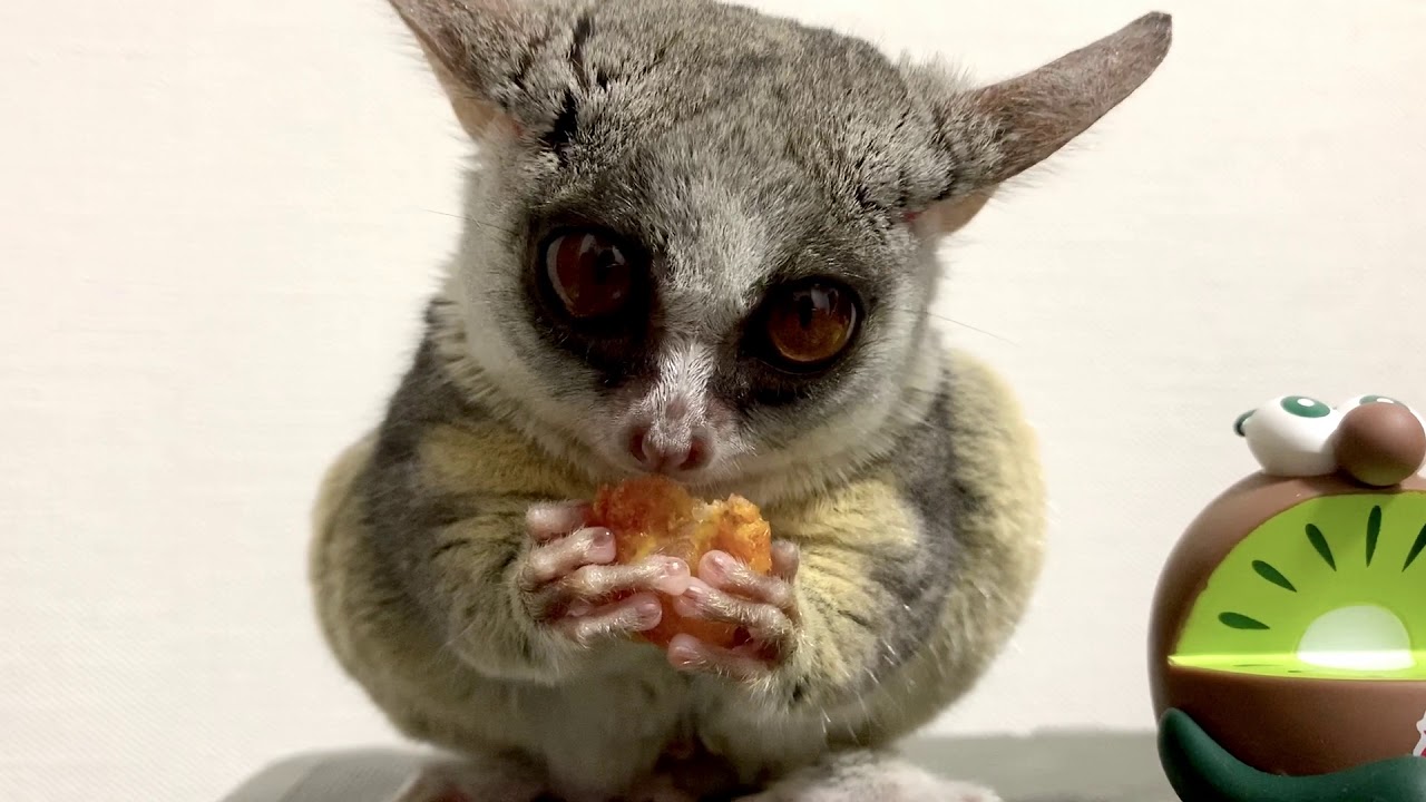 お腹いっぱい  Bushbaby the Pizzatoru / ショウガラゴのピザトル
