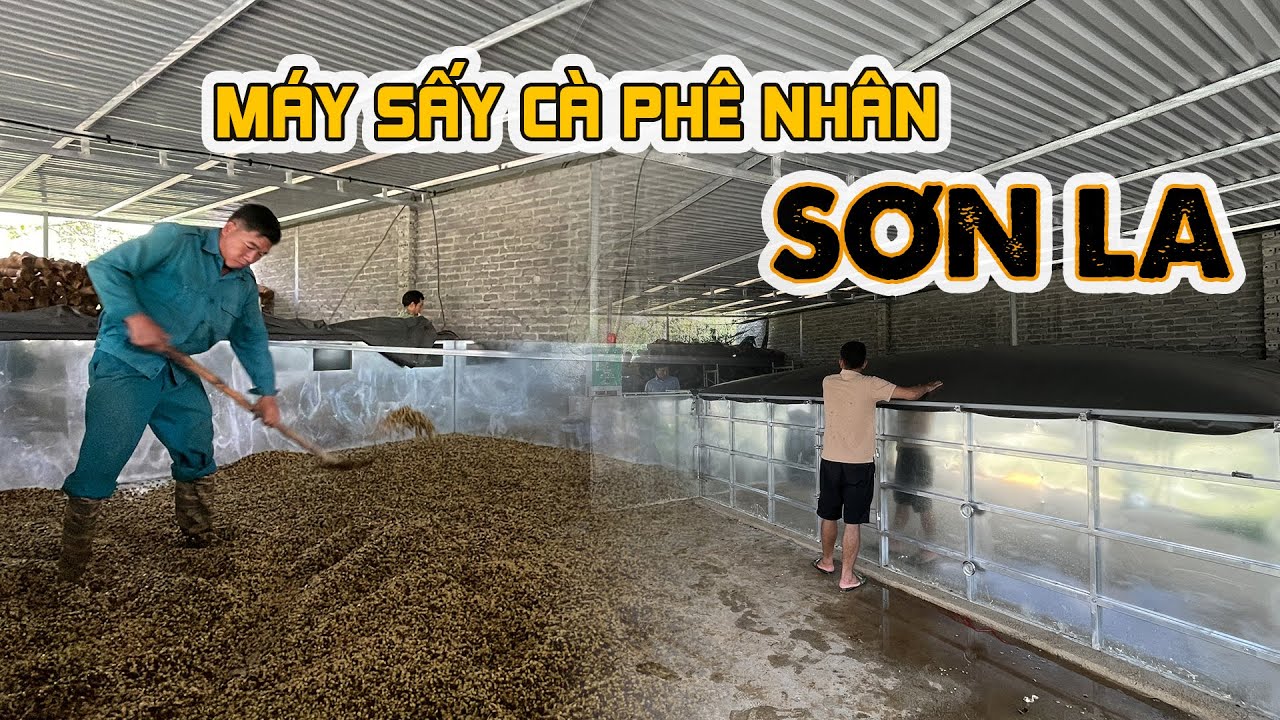 Lắp đặt máy sấy cà phê nhân tại Sơn La | Máy sấy nông sản SUNSAY sấy lúa, hạt, sắn lát...5-7 tấn