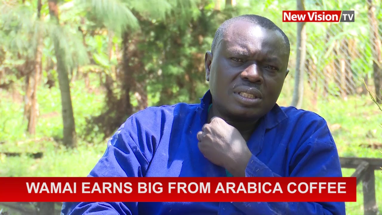 Wamai earns big from Arabica coffee