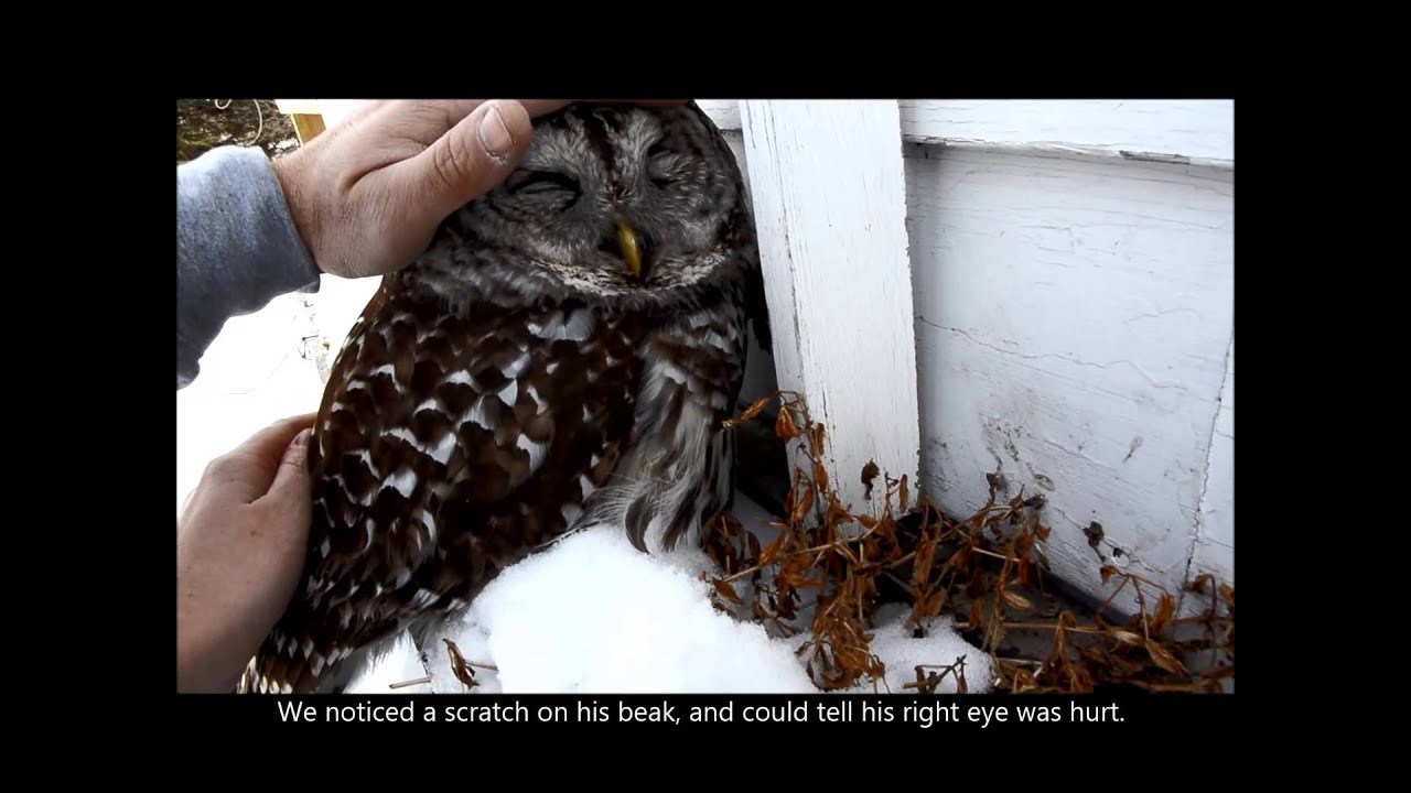 Barred owl crashed into our house!