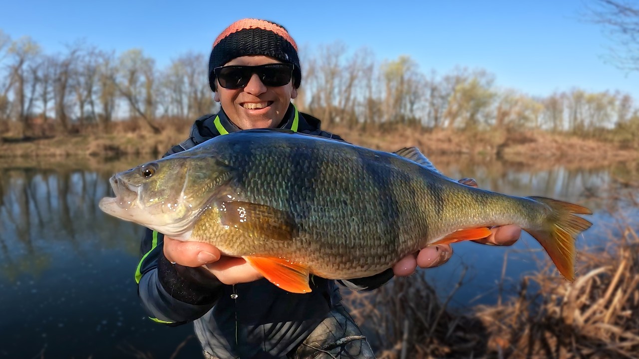 W końcu odpaliły! Okonie na UL spinning