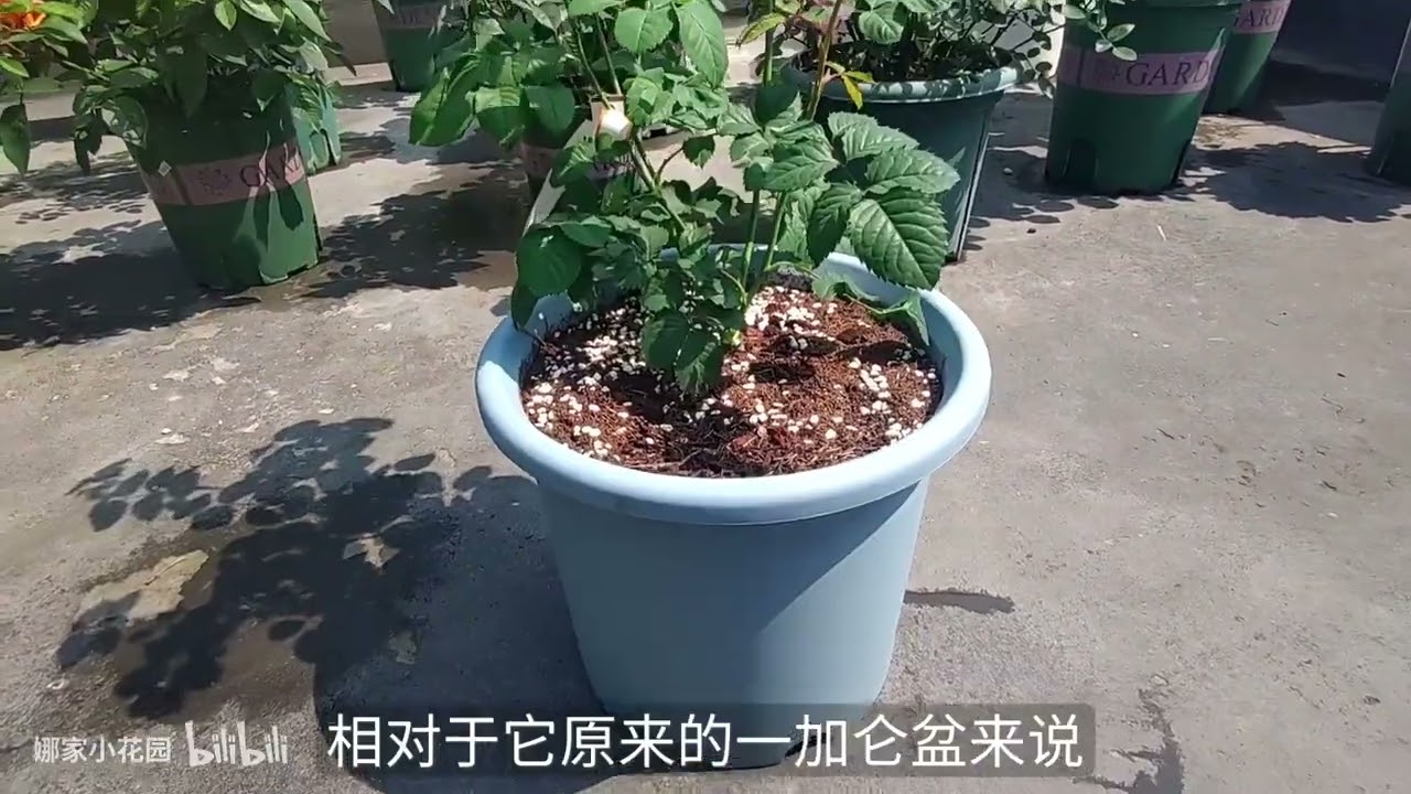 天狼月季新品——“隐隐青”开箱上盆啦！