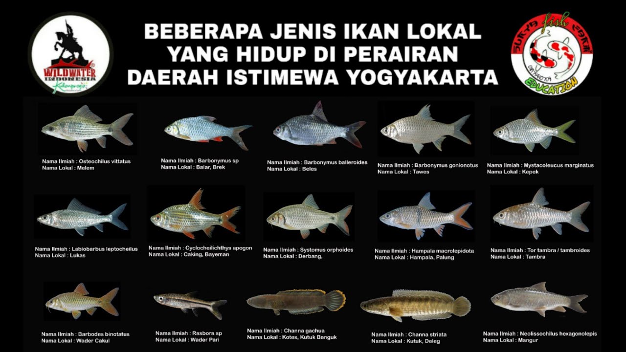 JENIS JENIS IKAN LOKAL DI YOGYAKARTA