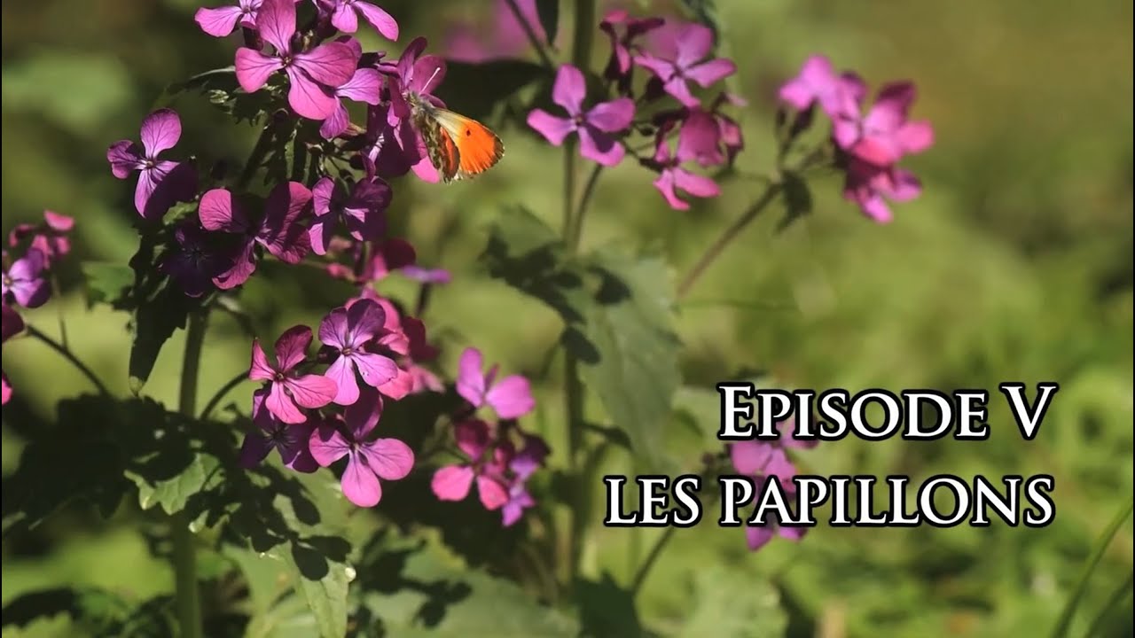 La vie secrète du jardin - Episode 5 : les papillons