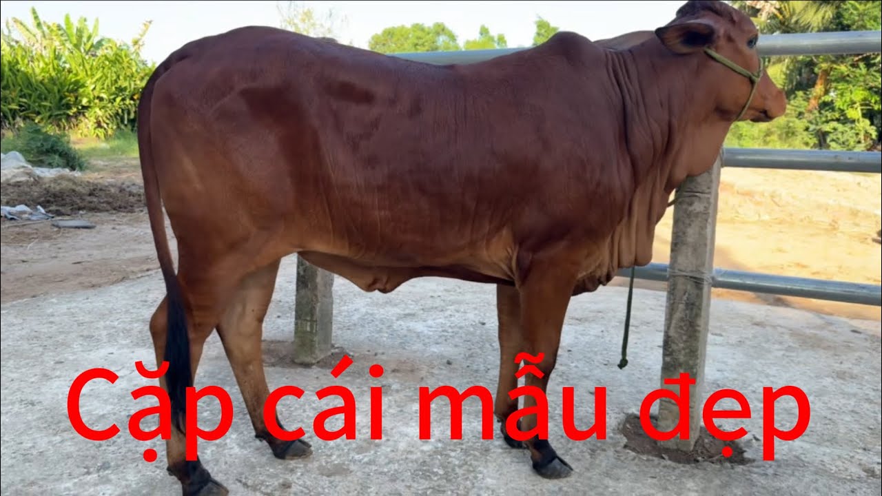 Ут Ба Три, пожалуйста, предоставьте клиенту ценовое предложение на пару красивых, высококачествен...