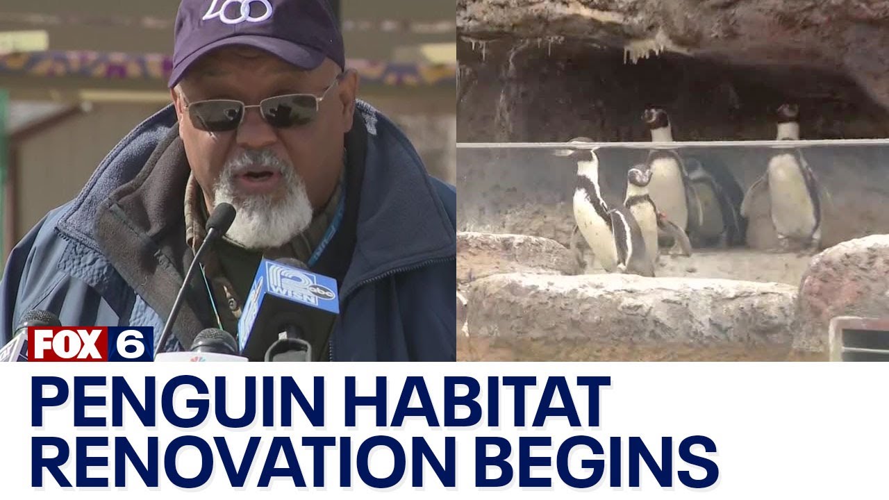 Milwaukee County Zoo penguin habitat groundbreaking, renovation | FOX6 News Milwaukee
