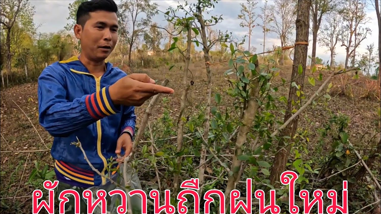 ผักหวานป่า ถืกฝนใหม่แตกยอดเต็มต้น
