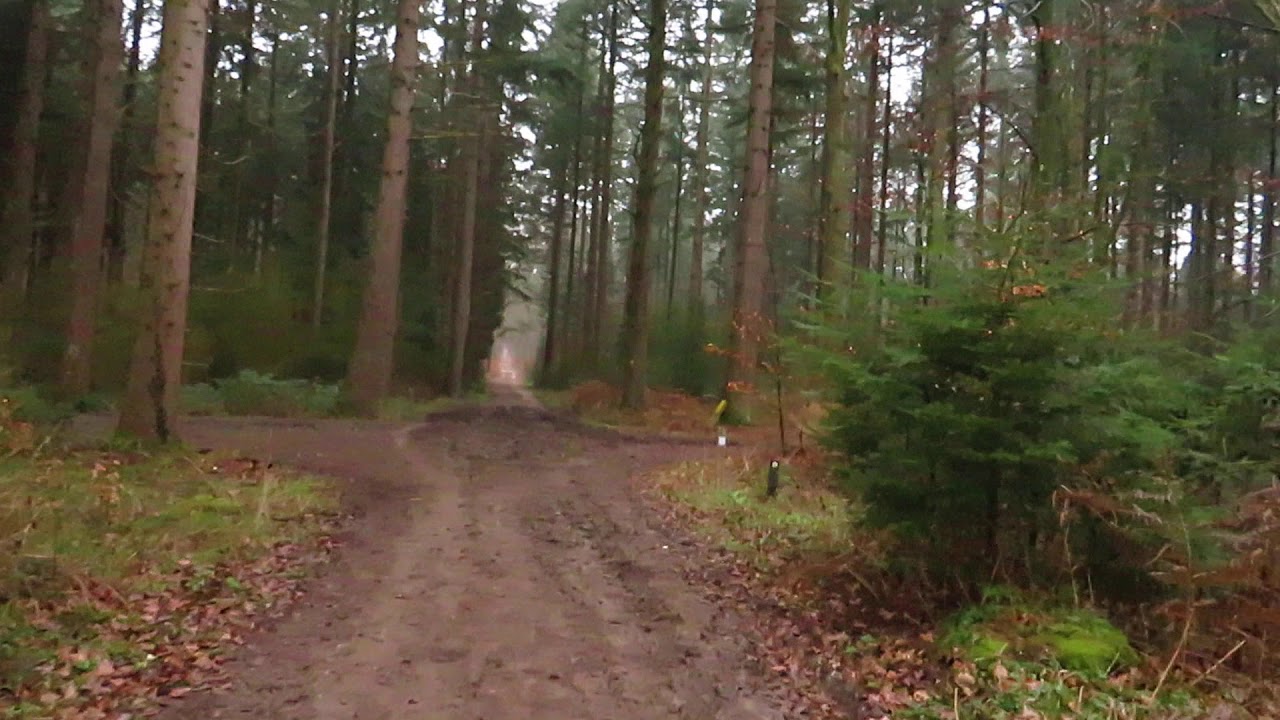 Dit ziet er mooi uit vind ik in het Bergherbos.