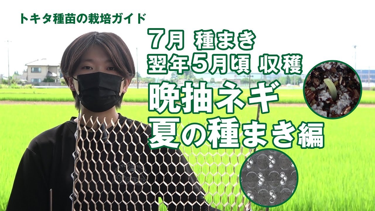 【晩抽ネギ7月の種まきガイド】7月に種まき、翌年5月頃に収穫する晩抽ネギ　暑い時期の上手な種まきと育苗技術　陽春の宴　コート種子　ひっぱりくん　ペーパーポット種まき育苗　トキタ種苗