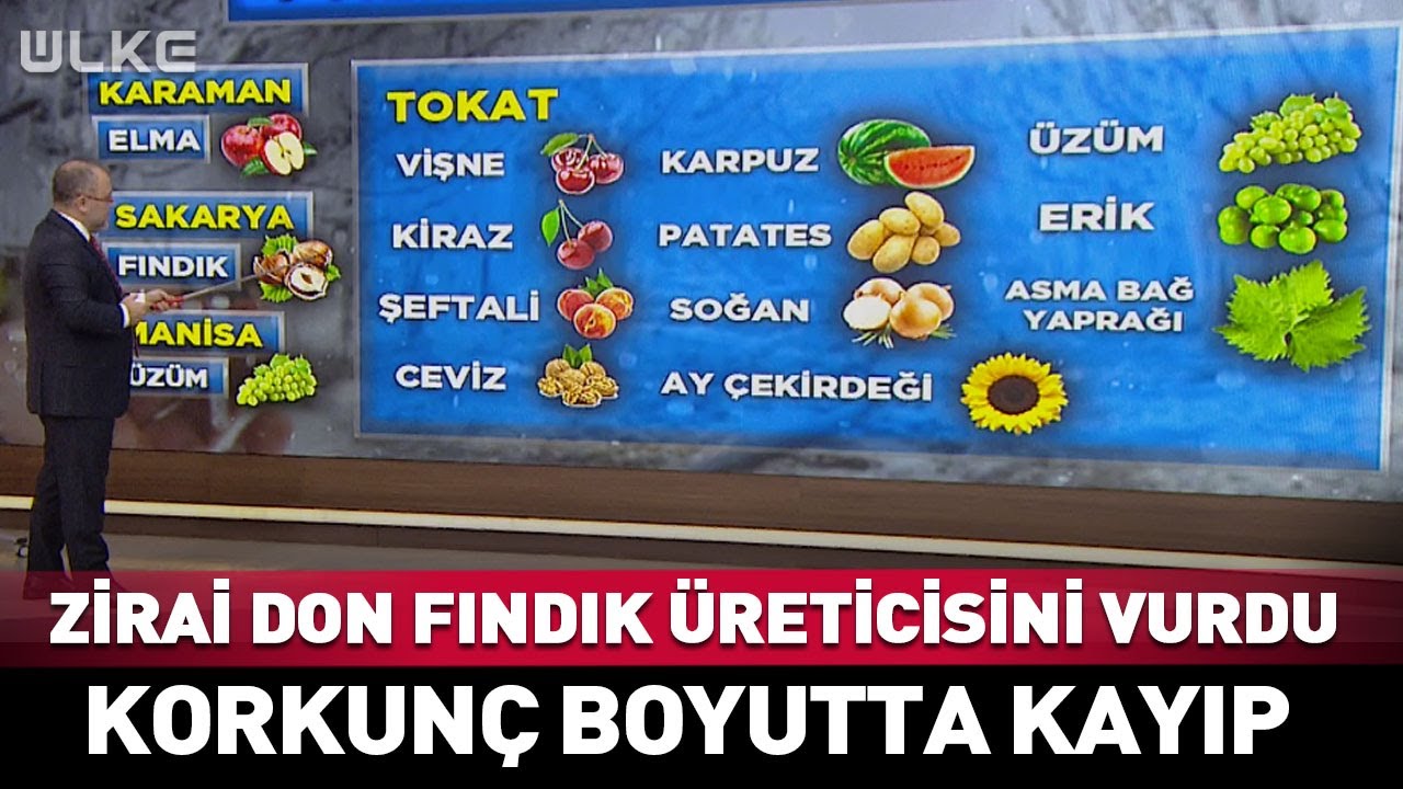 Zirai Don Fındık Üreticisini Vurdu! Korkunç Boyutta Kayıp... #haber