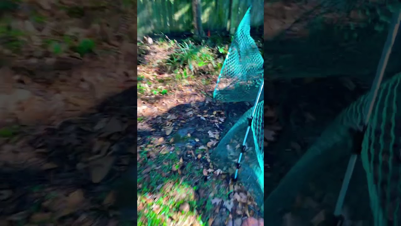 #ShadyRoost Egg 🥚 hunt