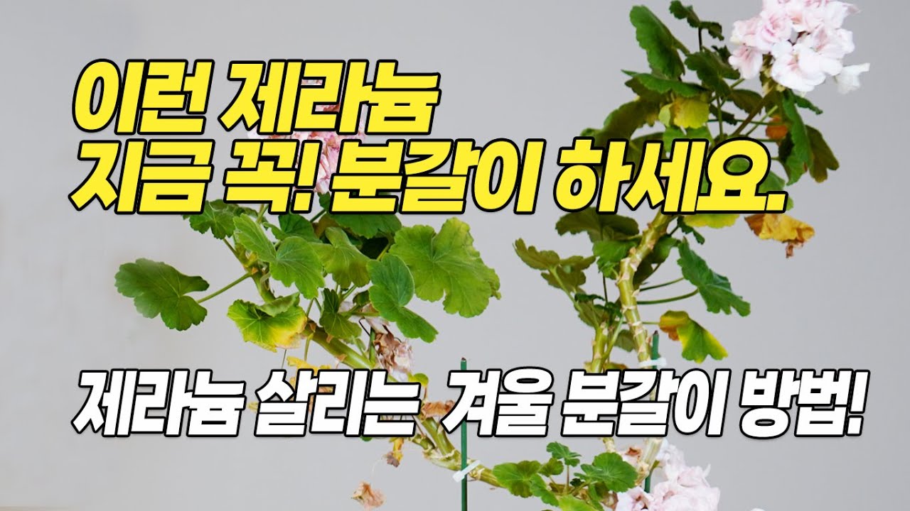 겨울에 꼭! 해야 하는 제라늄 살리는 분갈이 방법! 이런 제라늄 지금 분갈이 하세요. 홈가드닝 아파트정원 HomeGardening#pelargonium
