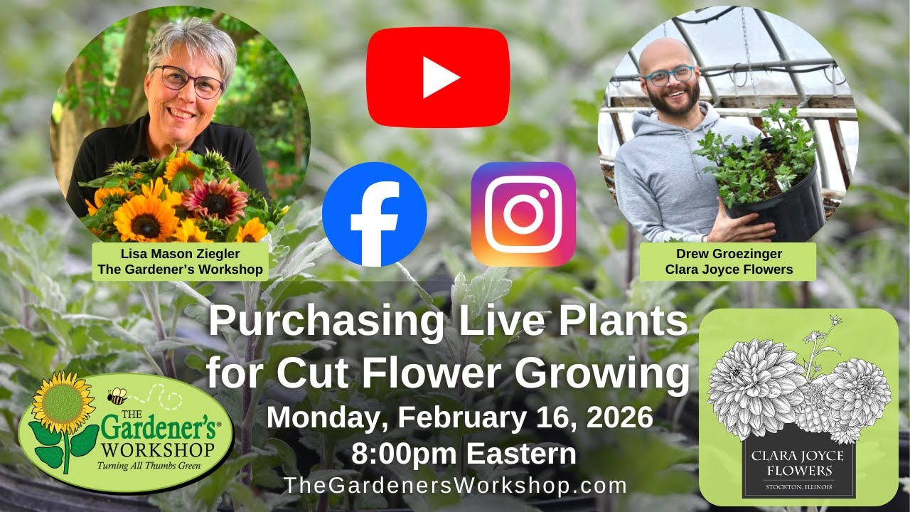 Purchasing Live Plants for Cut Flower Growing