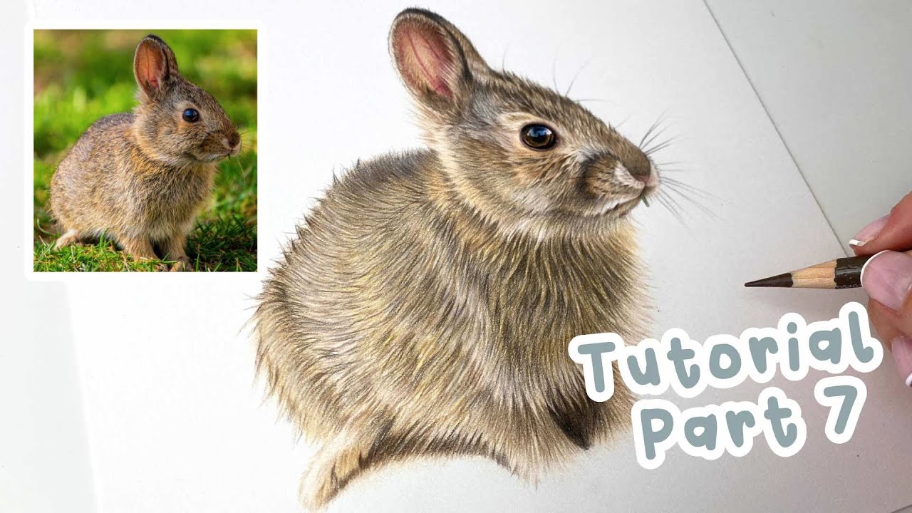 How to Draw a Realistic Bunny Rabbit | Bunny Rabbit Coloured Pencil Tutorial Part 7