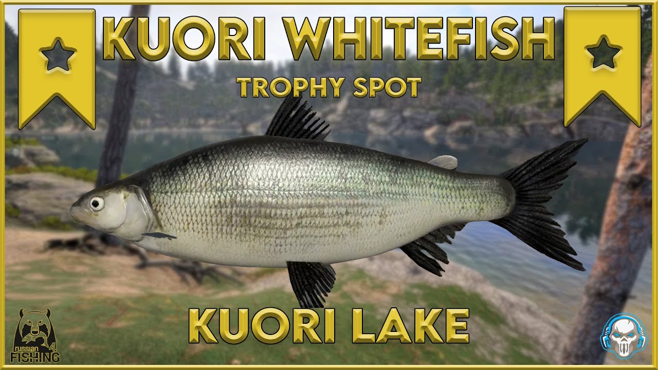 KUORI WHITEFISH TROPHY SPOT! KUORI LAKE - Russian Fishing 4 #rf4 #русскаярыбалк