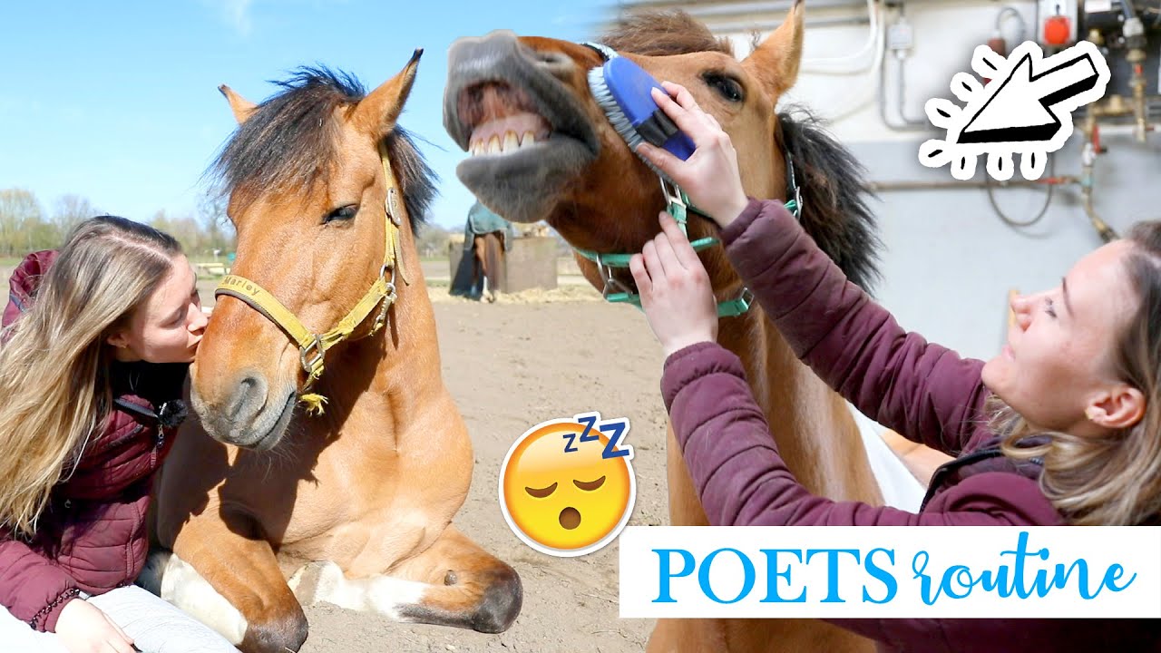 UITGEBREIDE POETSROUTINE! | felinehoi