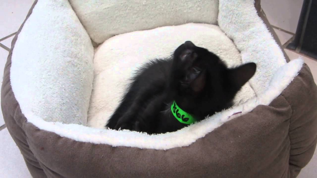 Myths on black cats