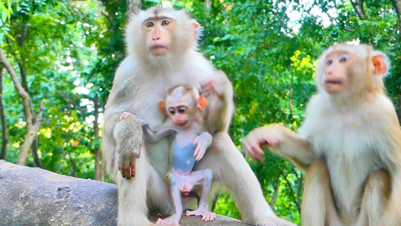 Wow Bingo.....Little Mommy MONNY Often Gets Win To Catch The Peanut Successfully