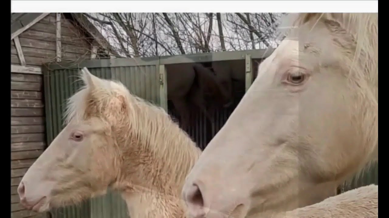 Buying a FOAL, Which One To Choose?