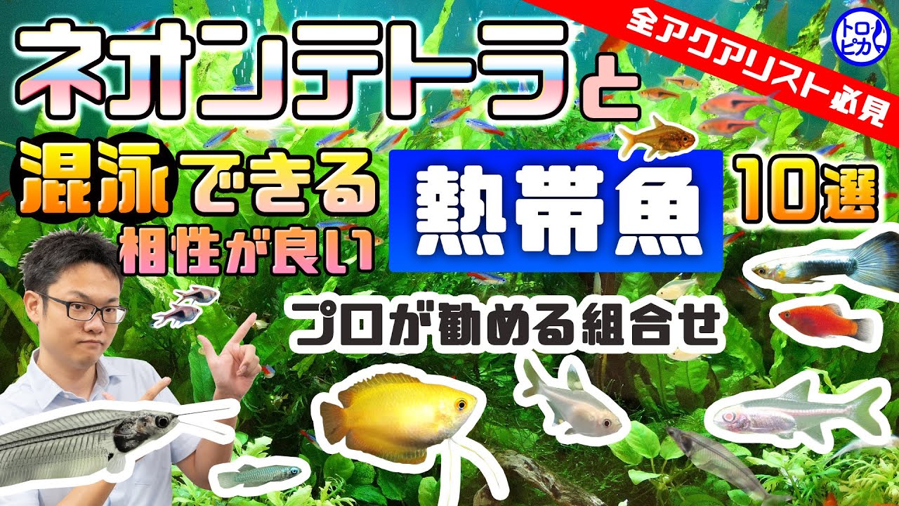 【全アクアリスト必見】ネオンテトラと混泳できる熱帯魚10選！プロが勧める組み合わせとは