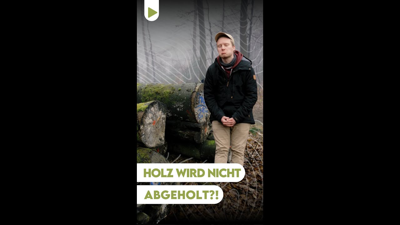 Vergammelt das ganze gute Holz im Wald?