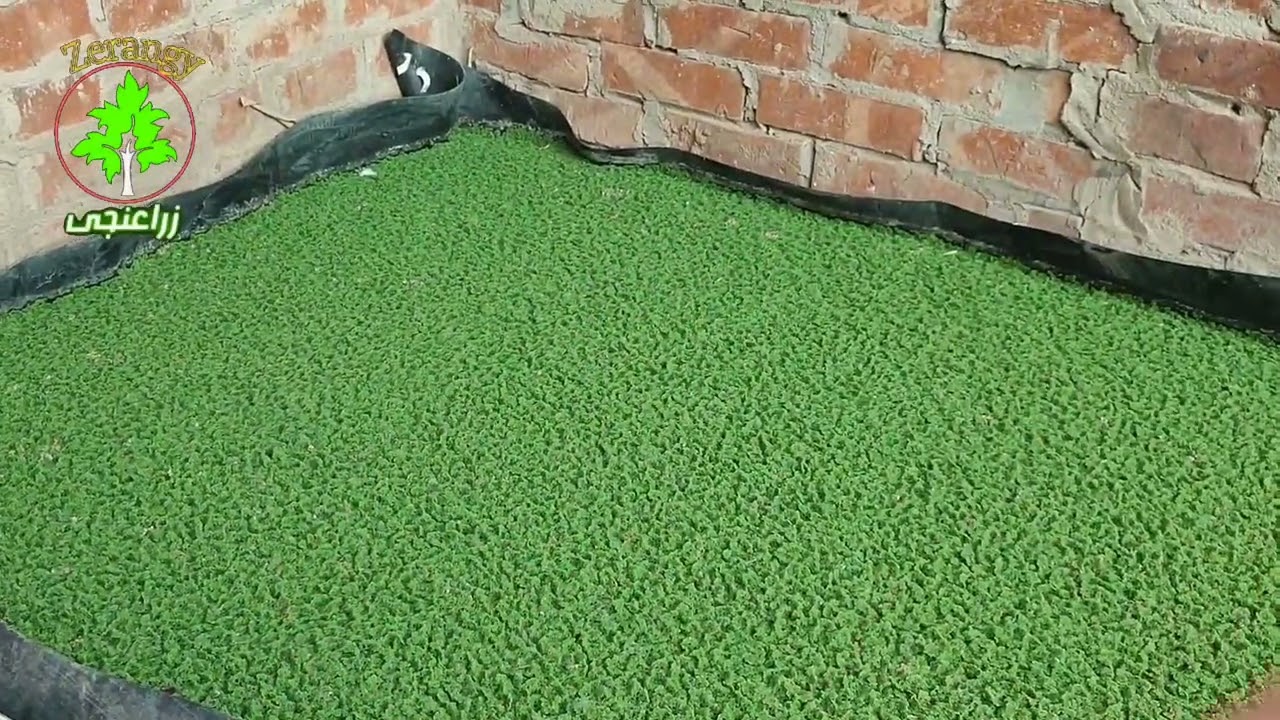 تغذية الأزولا والوصول لافضل نمو بدون شراء أسمدة #زراعنجى 🌱🍀